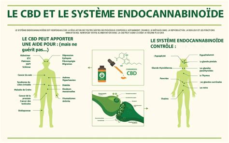 CBD et système endocannabinoïde : infographie détaillant les effets et les zones d'action.